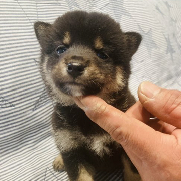 柴犬(豆柴)【岐阜県・男の子・2022年4月21日・黒】の写真「小柄な男の子です💕」