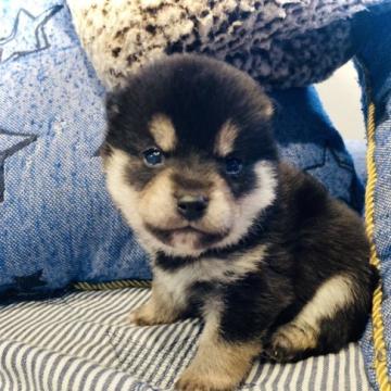 柴犬(豆柴)【岐阜県・男の子・2022年6月12日・黒】の写真「可愛い💕男の子」