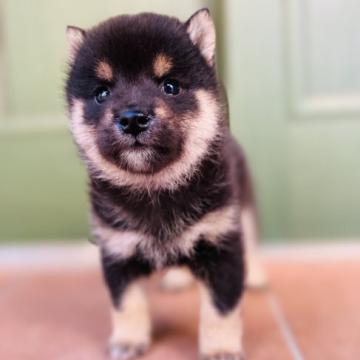 柴犬(豆柴)【岐阜県・男の子・2022年10月1日・黒】の写真「可愛い男の子💕」