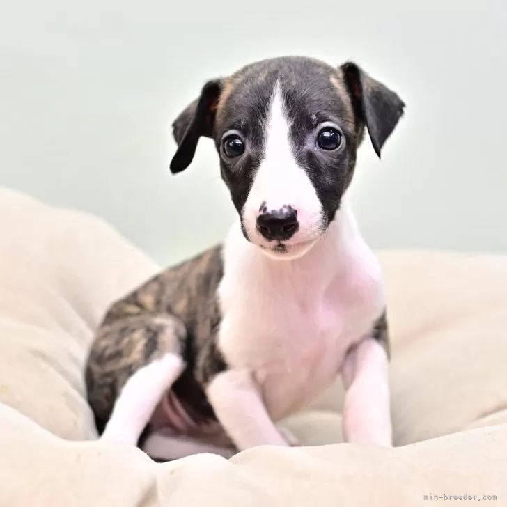 シロクマ 様のお迎えした子犬