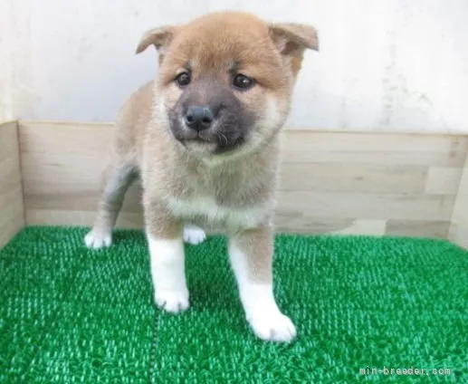 柴犬(標準サイズ)【長崎県・女の子・2022年4月7日・赤】の写真1