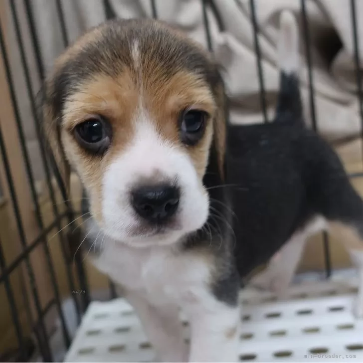 Y,S 様のお迎えした子犬