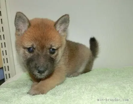 柴犬(標準サイズ)【長崎県・女の子・2018年8月25日・赤】の写真1