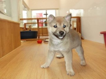 柴犬(標準サイズ)【長崎県・男の子・2017年1月14日・赤】の写真「狸顔のとても可愛い男の子」