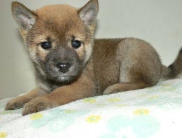 柴犬(標準サイズ)【長崎県・男の子・2017年9月12日・赤】の写真「小ぶりな柴犬です。」