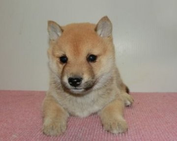 柴犬(標準サイズ)【長崎県・男の子・2019年10月28日・赤】の写真「おとなしいタイプの可愛い子」