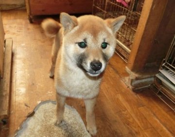 柴犬(標準サイズ)【長崎県・女の子・2013年9月30日・赤】の写真「」