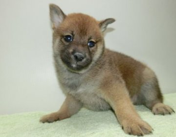 柴犬(標準サイズ)【長崎県・男の子・2018年8月25日・赤】の写真「両親は豆柴の血が入っています。」