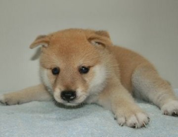 柴犬(標準サイズ)【長崎県・男の子・2018年7月2日・赤】の写真「小ぶりな可愛い柴犬です。」