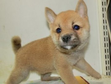 柴犬(標準サイズ)【長崎県・女の子・2017年8月12日・赤】の写真「タヌキ顔の柴犬でとても可愛いです。」