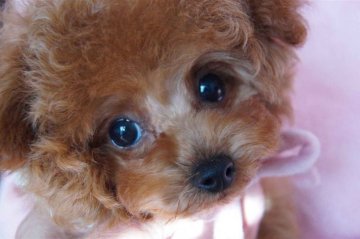 みんなの犬図鑑 愛知県で評判の良いトイプードルのブリーダー紹介