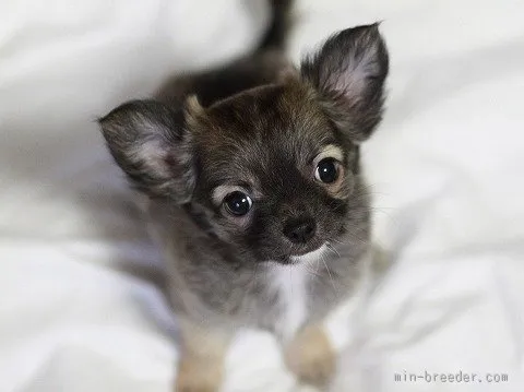 シルク 様のお迎えした子犬