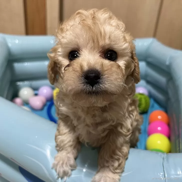 N.K 様のお迎えした子犬