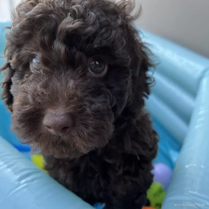 こき 様のお迎えした子犬