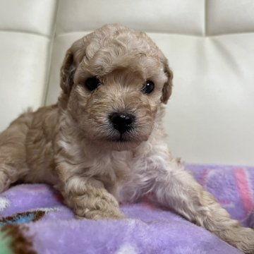 トイプードル(トイ)【神奈川県・女の子・2024年4月21日・クリーム】の写真「お目目、まん丸、毛量モコモコの女の子です。」