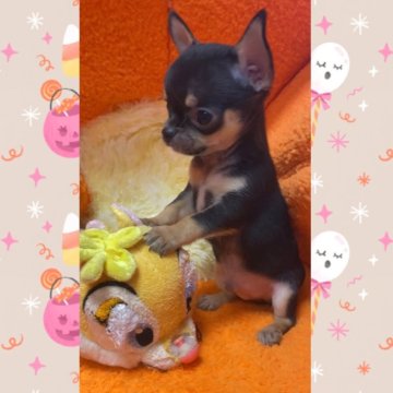 佐賀県のチワワの子犬を探す｜ブリーダー直販の子犬販売【みんなのブリーダー】