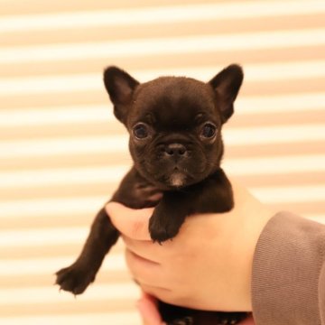 フレンチブルドッグ【香川県・女の子・2024年12月8日・ブリンドル】の写真「ティーカップフレンチ☕️」