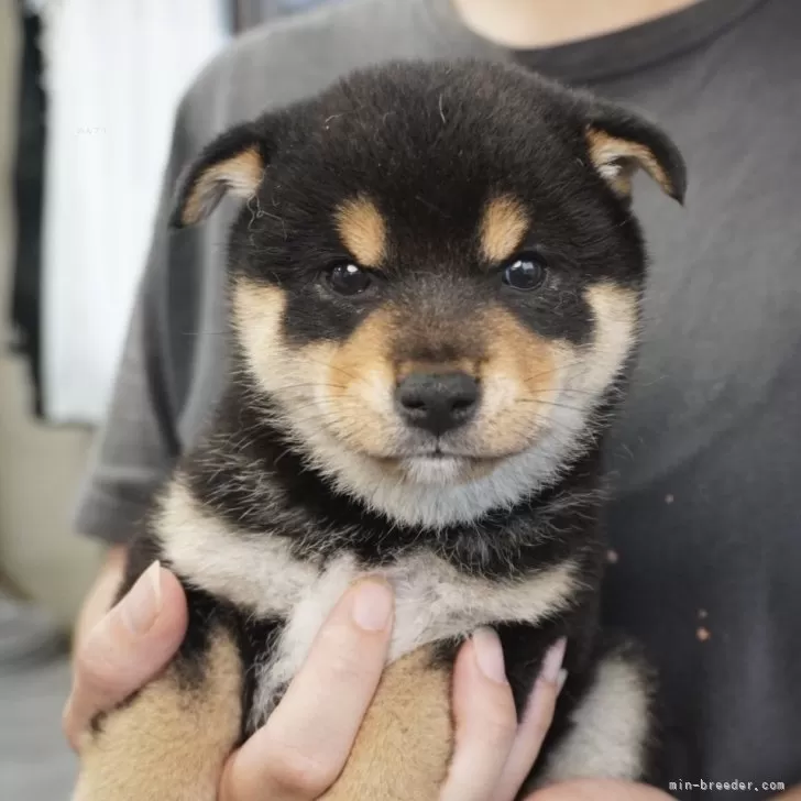 S.N 様のお迎えした子犬