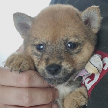 柴犬(豆柴)【熊本県・女の子・2023年5月20日・赤】の写真「小さな母から生まれたとても小さな女の子❤️　　」