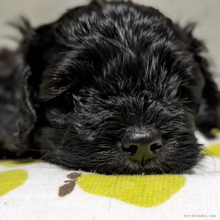 suica 様のお迎えした子犬