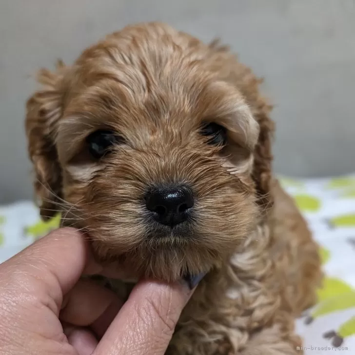 MT 様のお迎えした子犬