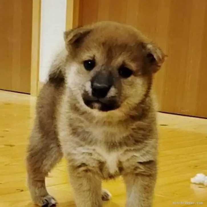 柴犬(標準サイズ)【広島県・男の子・2024年11月3日・赤】の写真1