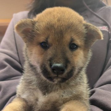 柴犬(標準サイズ)【広島県・男の子・2024年11月3日・赤】の写真「元気いっぱい　可愛い子ちゃんです」