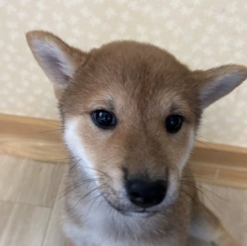 柴犬(標準サイズ)【広島県・男の子・2024年11月3日・赤】の写真「元気いっぱい　可愛い子ちゃんです」