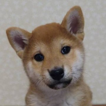 柴犬(標準サイズ)【広島県・男の子・2024年11月3日・赤】の写真「元気いっぱい　可愛い子ちゃんです」