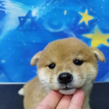 柴犬(標準サイズ)【広島県・男の子・2024年3月1日・赤】の写真「穏やかな性格、可愛いお顔」