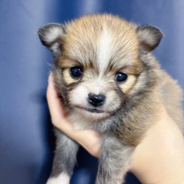 ポメチワ(チワワ×ポメラニアン)【愛知県・女の子・2025年1月11日・オレンジセーブル】の写真「極小可愛い女の子♡現在手のひらサイズ」