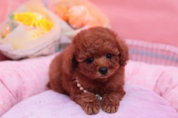 トイプードル(ティーカップ)【奈良県・男の子・2021年7月13日・レッド】の写真「レッドの激カワの男の子」