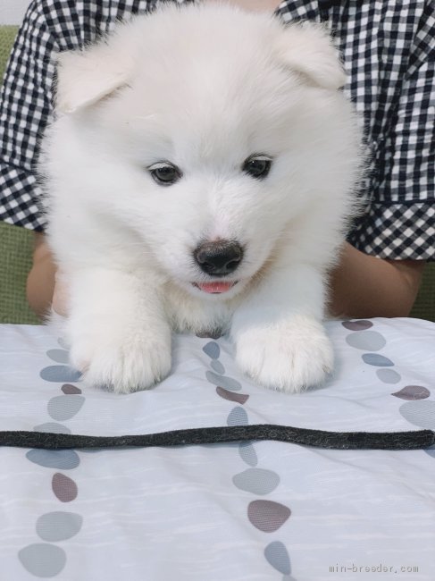 サモエド 熊本県 女の子 年7月6日 白 フワフワでとても愛らしいです みんなのブリーダー 子犬id 09