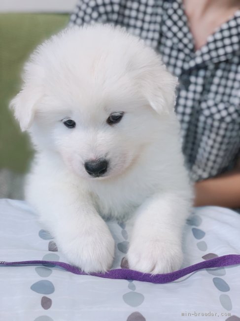 サモエド 熊本県 男の子 年7月6日 白 フワフワで毛量もあり骨太です みんなのブリーダー 子犬id 09