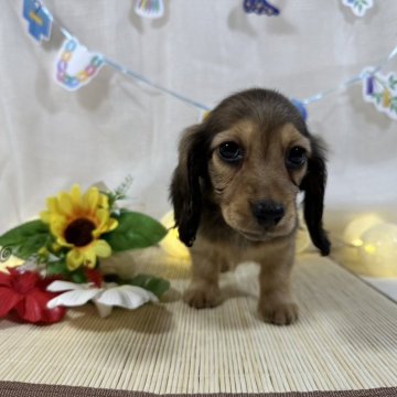 ミニチュアダックスフンドの子犬を探す｜ブリーダー直販の子犬販売【みんなのブリーダー】