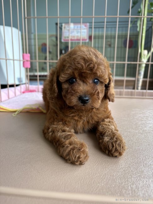 熊崎　明未(くまざき　あけみ)ブリーダー(愛知県・チワワ(ロング)など・JKC登録)の紹介写真4