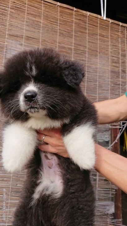 秋田犬 石川県 男の子 年5月18日 虎毛 長毛 人気の長毛秋田犬です みんなのブリーダー 子犬id 07