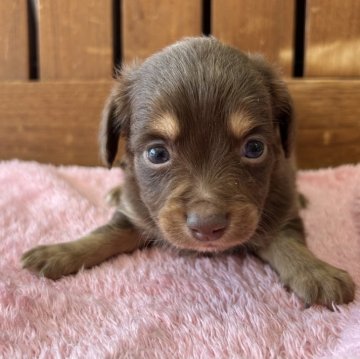 チワックス(チワワ×ダックスフンド)【佐賀県・男の子・2025年1月22日・チョコタン】の写真「かわいいお顔の男の子(*^_^*)」