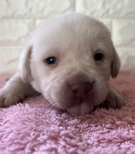 つっしー 様のお迎えした子犬