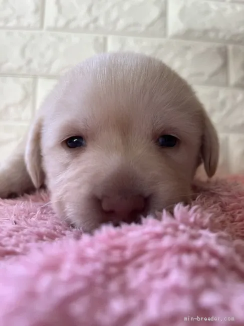 みかん 様のお迎えした子犬