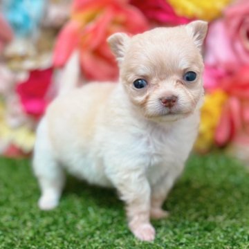 チワワ(ロング)【佐賀県・女の子・2024年9月25日・クリーム&ホワイト】の写真「看板犬つばきちゃんの子です！！」