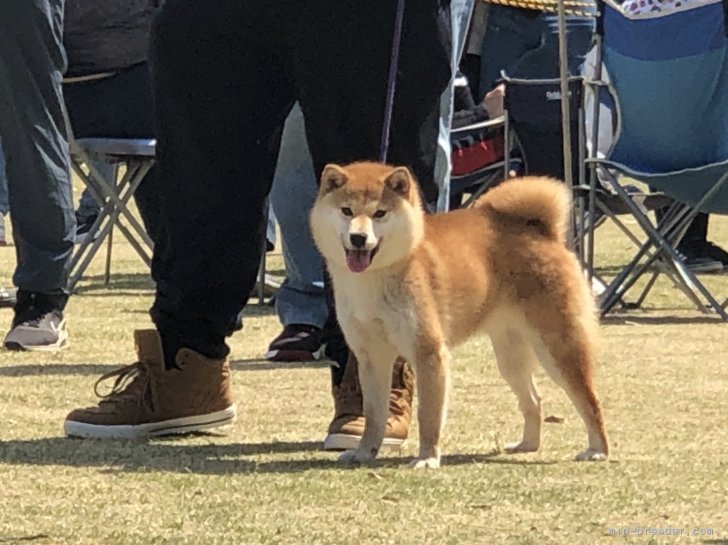 日本犬保存会2022年春香川支部展覧会幼犬トップ賞｜堀江　亮二(ほりえ　りょうじ)ブリーダー(香川県・柴犬・日本犬保存会登録)の紹介写真2