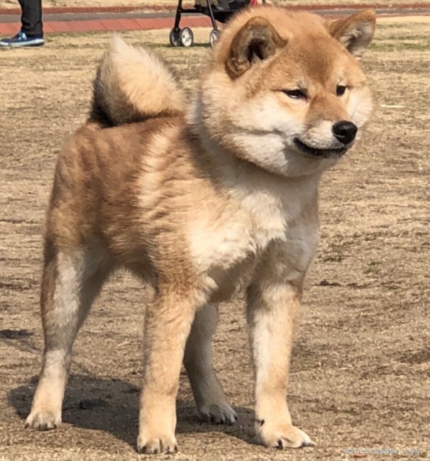 堀江　亮二(ほりえ　りょうじ)ブリーダー(香川県・柴犬・日本犬保存会登録)の紹介写真3