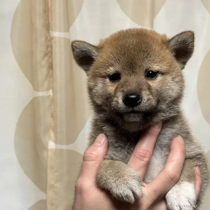 柴犬(標準サイズ)【香川県・男の子・2024年10月22日・赤色】の写真1