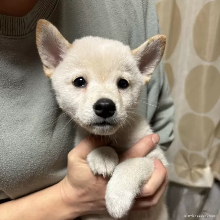 柴犬(標準サイズ)【香川県・男の子・2024年9月23日・白色】の写真1