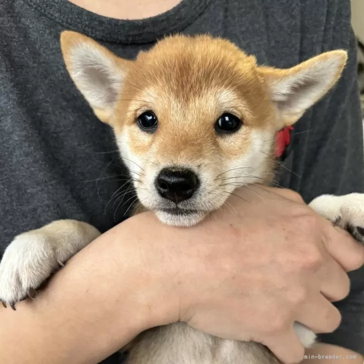 柴犬(標準サイズ)【香川県・男の子・2024年9月8日・赤色】の写真1