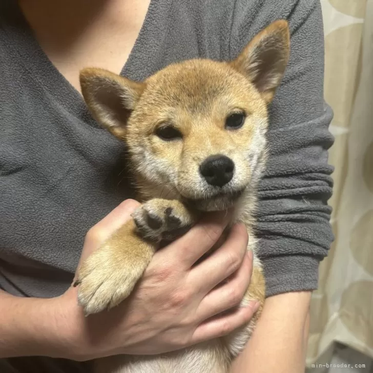 柴犬(標準サイズ)【香川県・女の子・2024年8月21日・赤色】の写真1