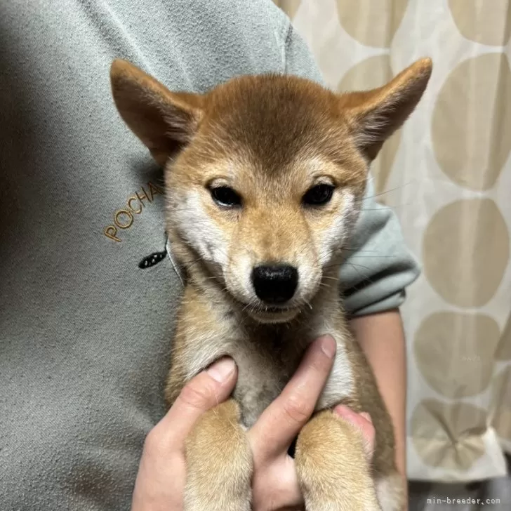 柴犬(標準サイズ)【香川県・男の子・2024年8月29日・赤色】の写真1