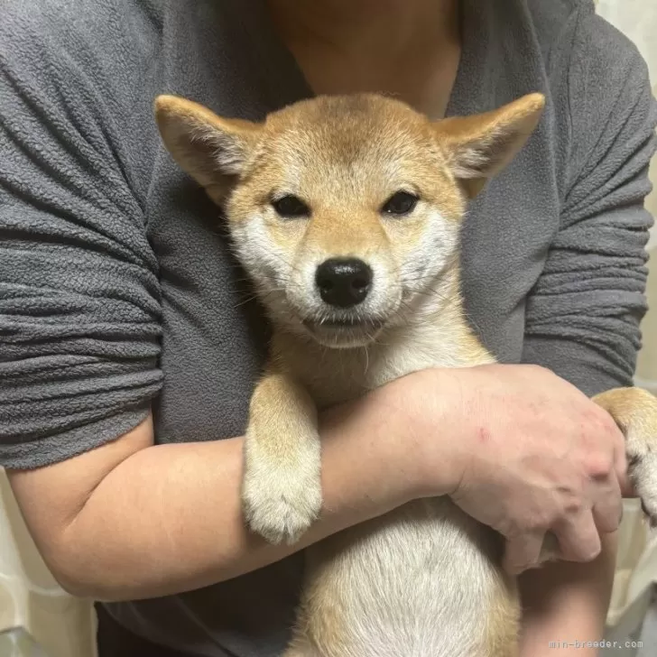 柴犬(標準サイズ)【香川県・男の子・2024年8月29日・赤色】の写真1