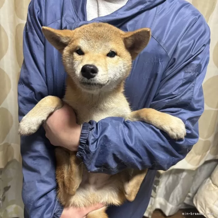 柴犬(標準サイズ)【香川県・男の子・2024年8月29日・赤色】の写真1